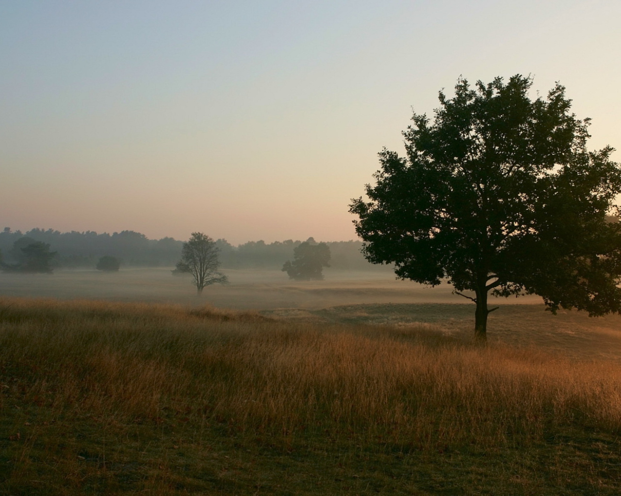 Туманное утро