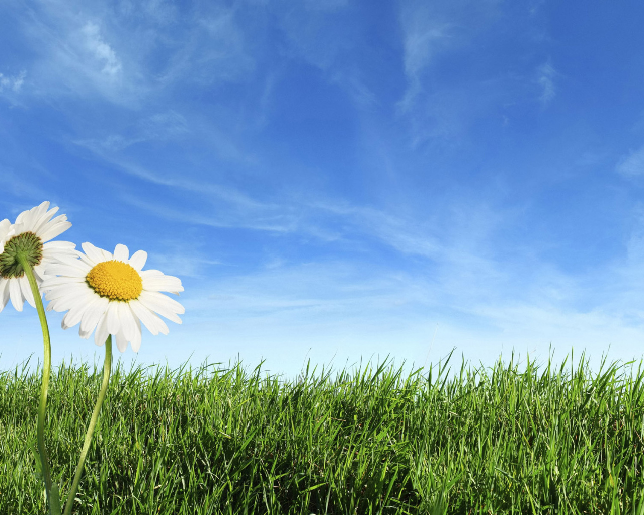 Теплый летний день