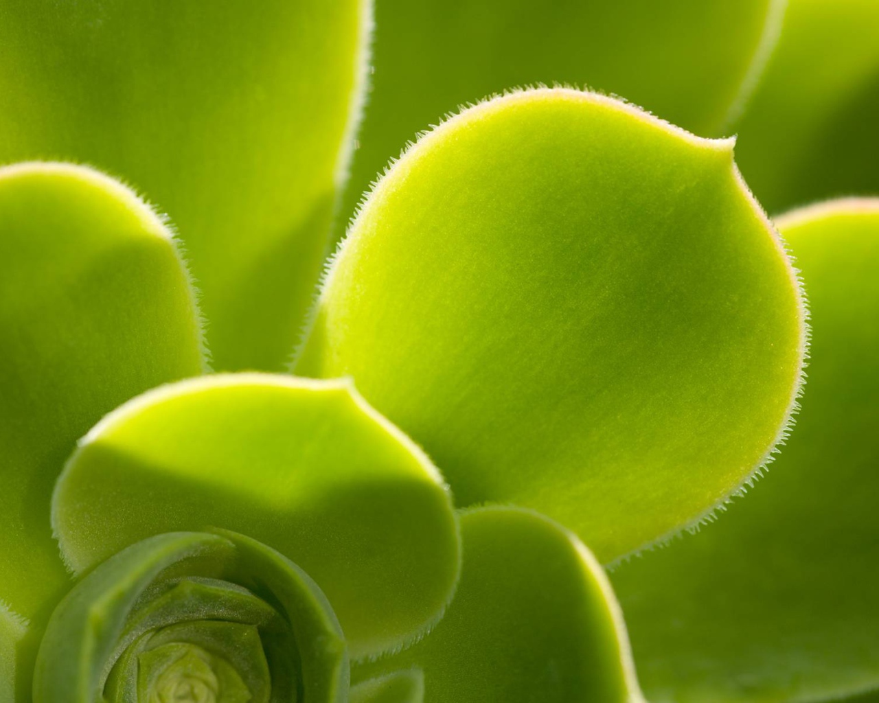 Красивое растение