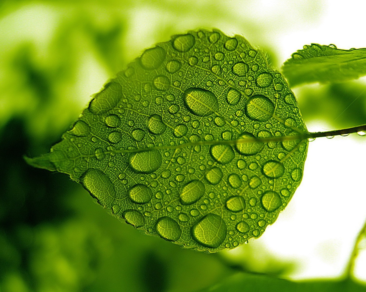 Зеленый лист