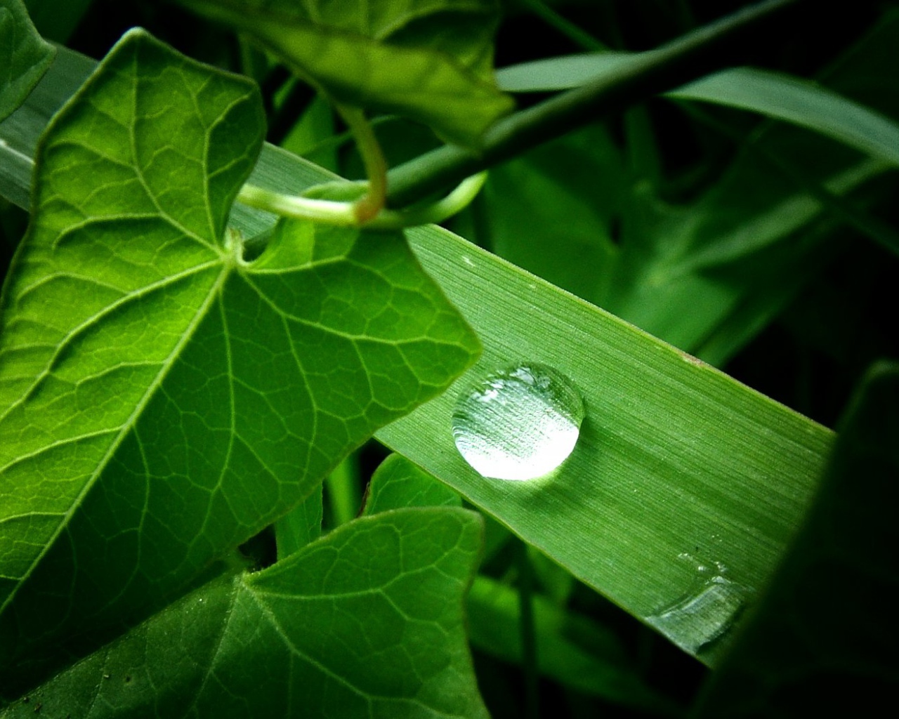 Зеленое растение