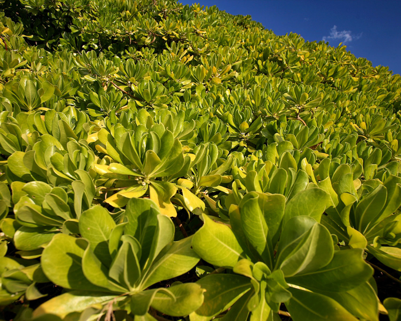 Зеленая пелена