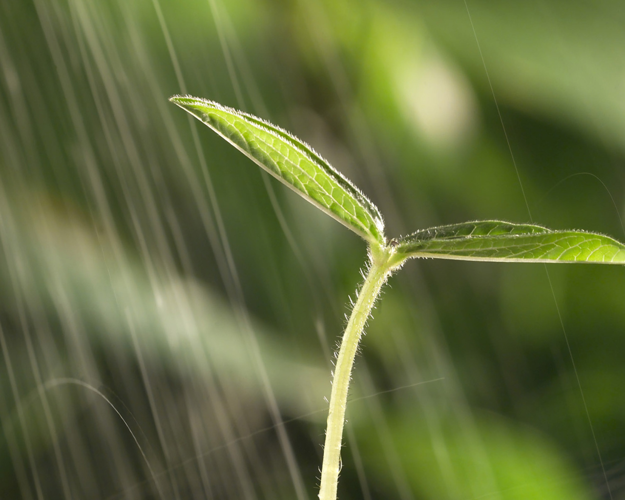 Маленький росток