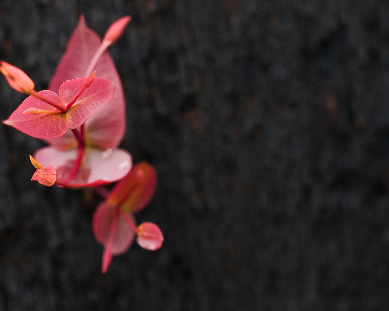 Маленькое красное растение