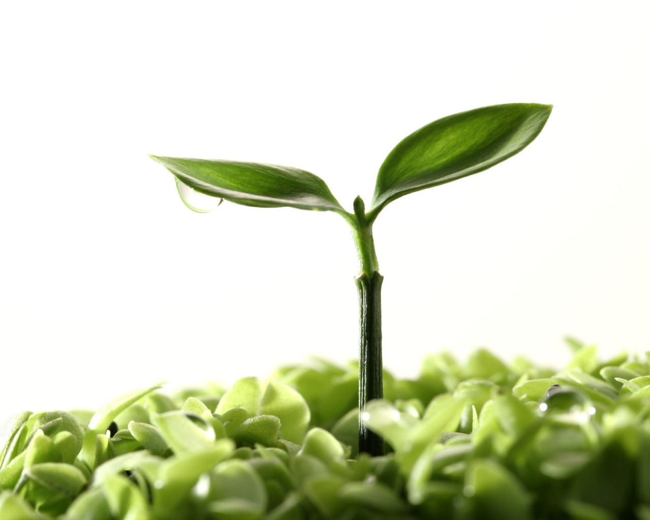 Новая жизнь