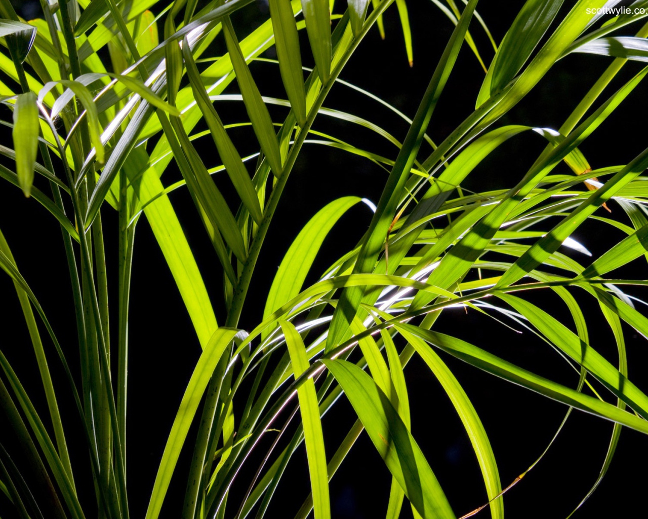 Листья пальмы