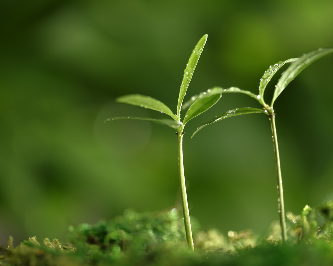 Весенняя пора