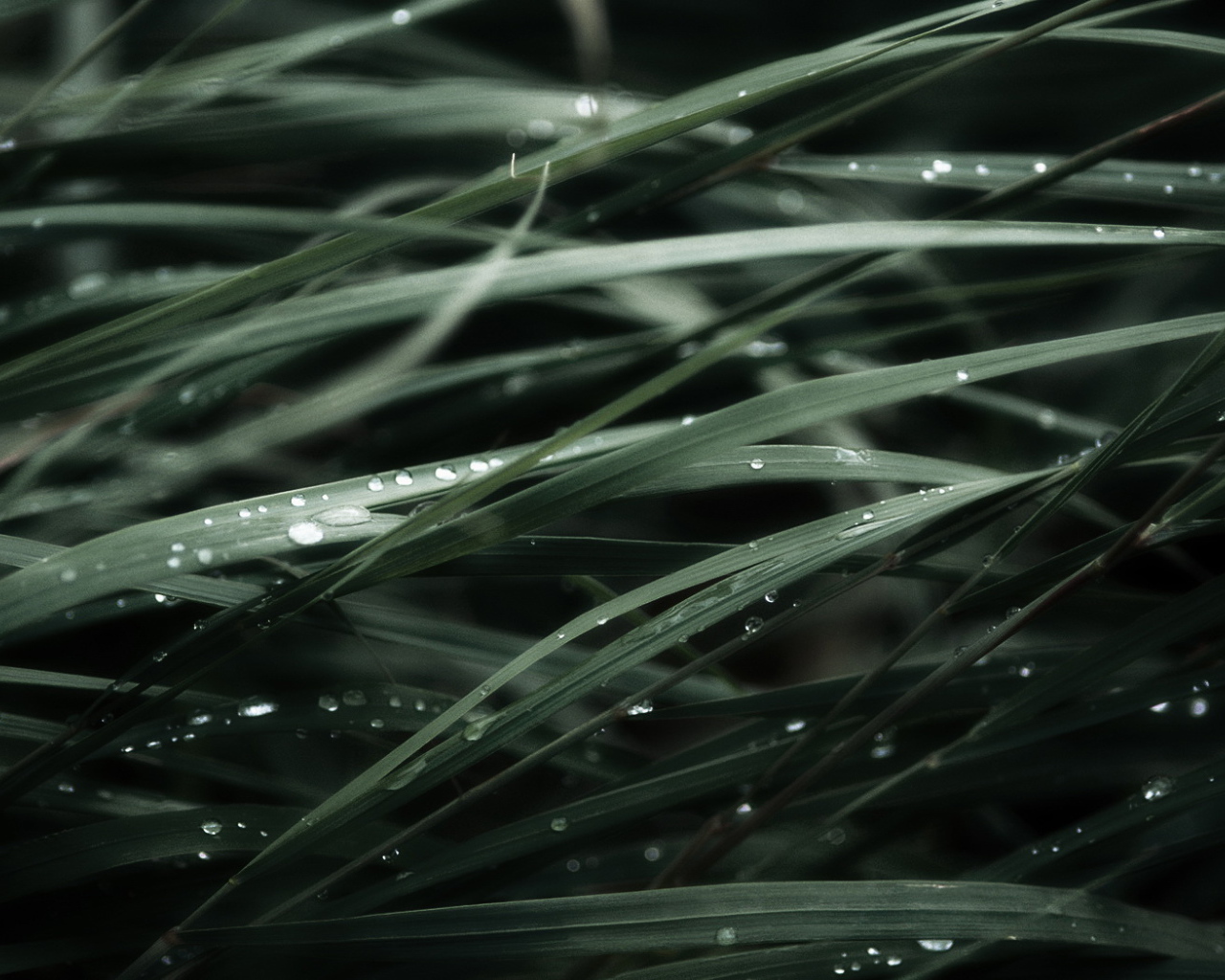 Трава после дождя