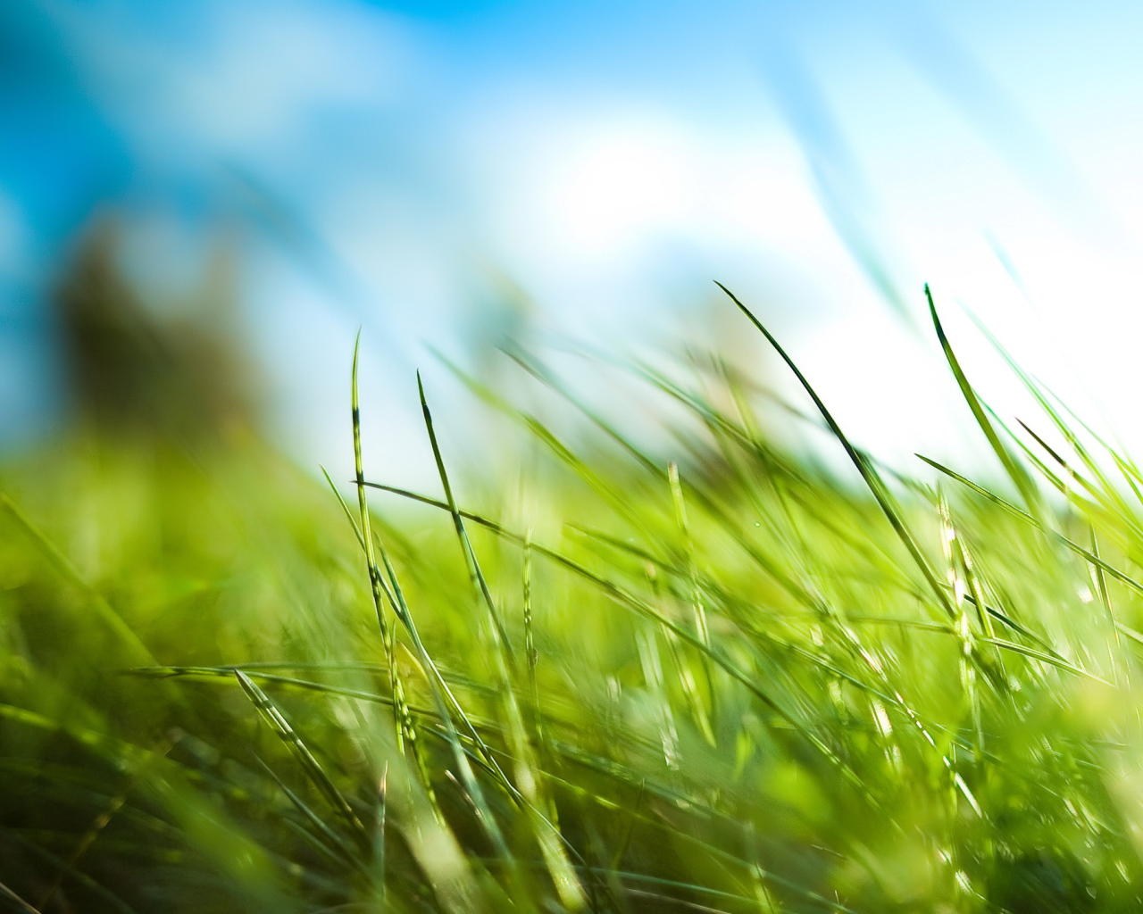 Трава у дома