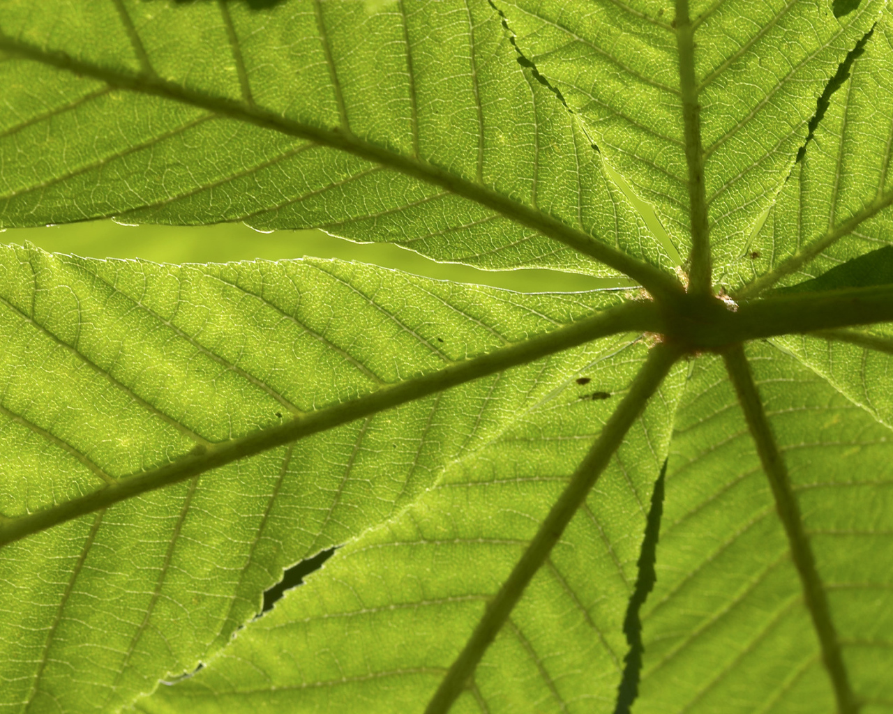 Текстура зеленого листа
