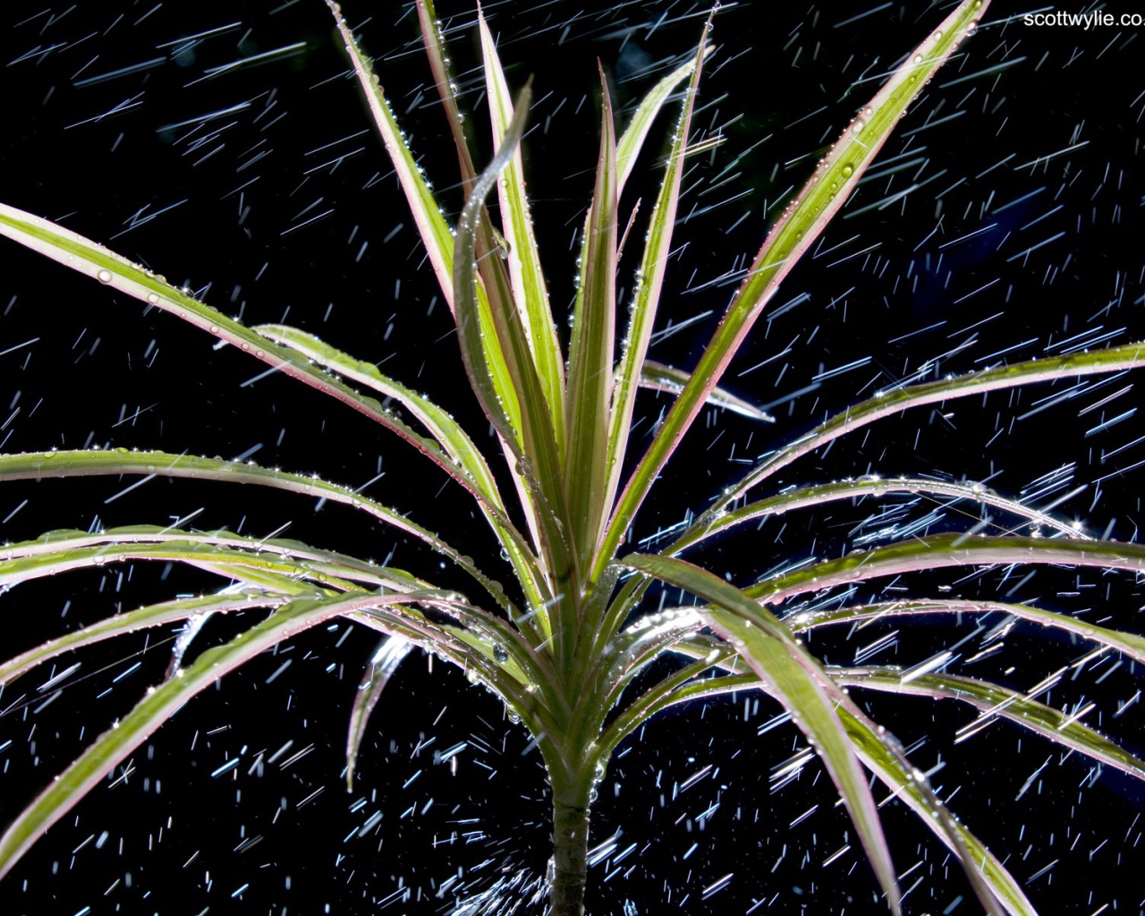  Dracaena