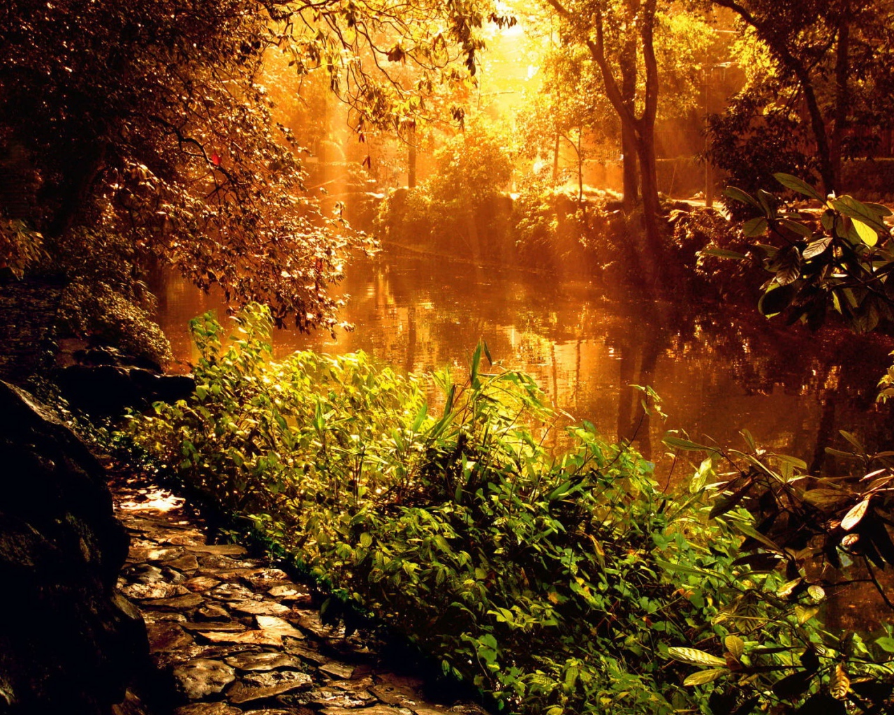 Красивый закат у лесной реки