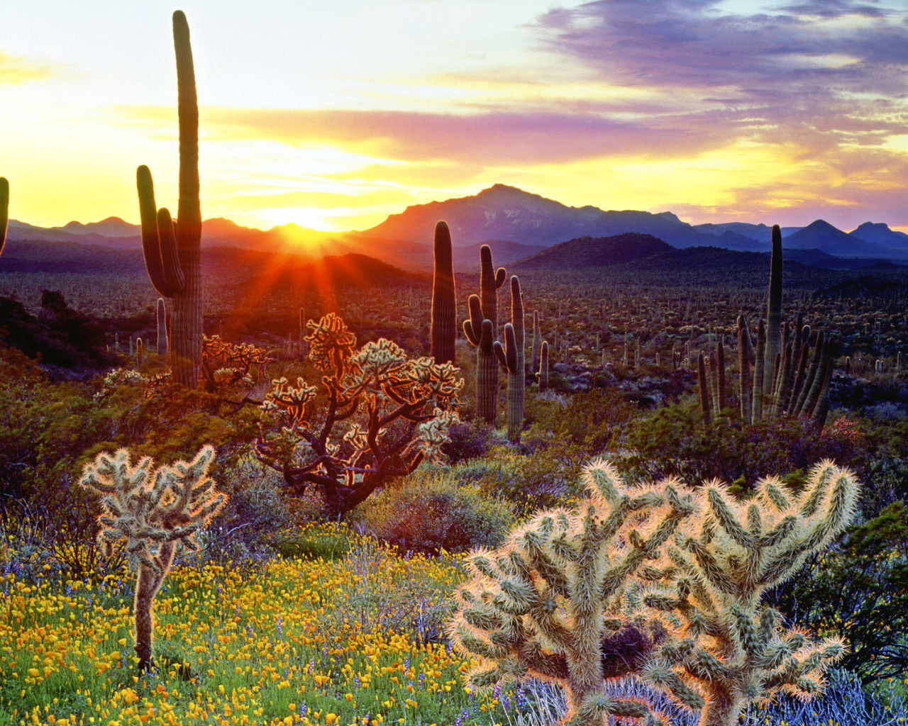 Закат и кактусы