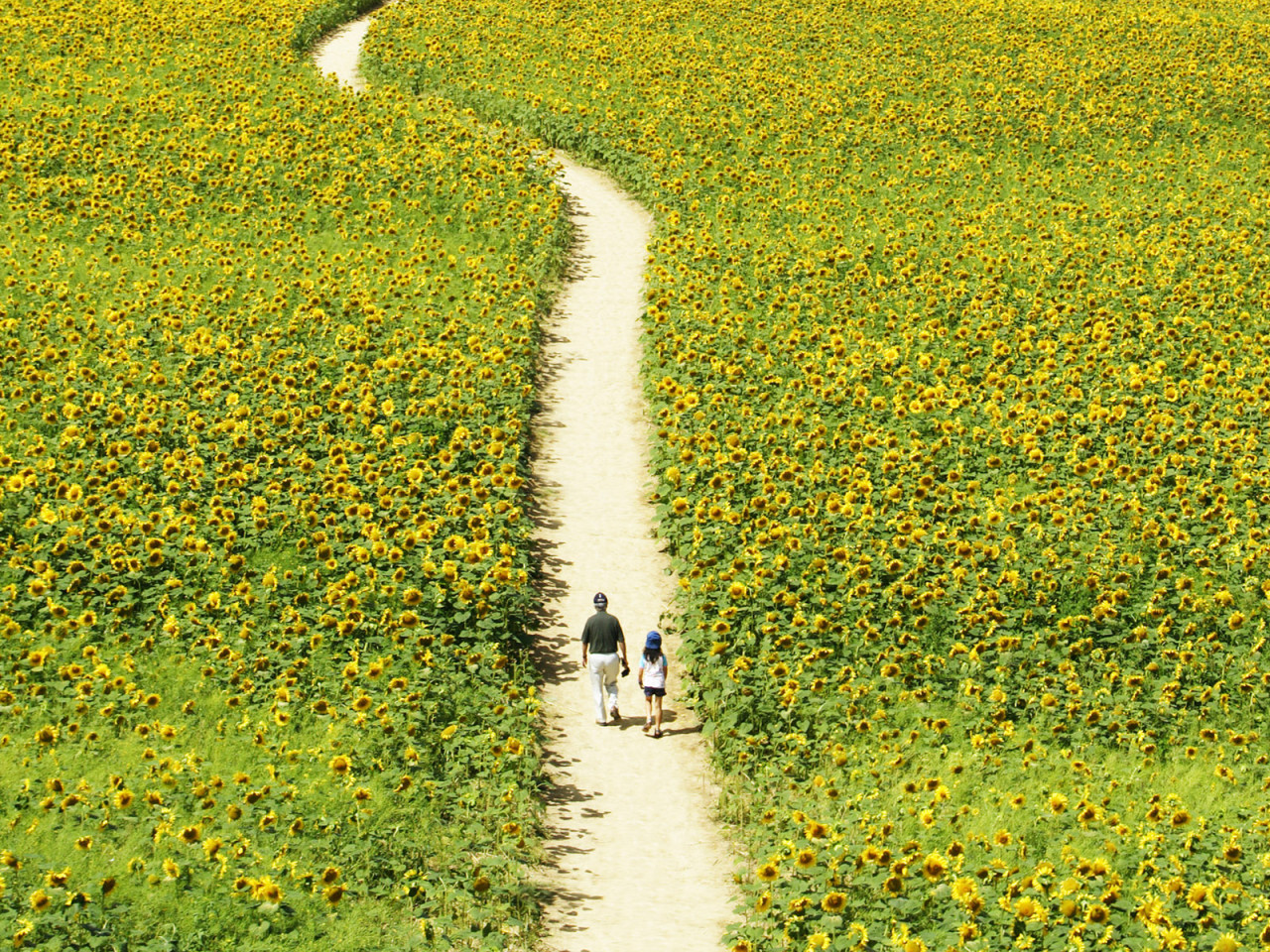Прогулка через поле подсолнечников