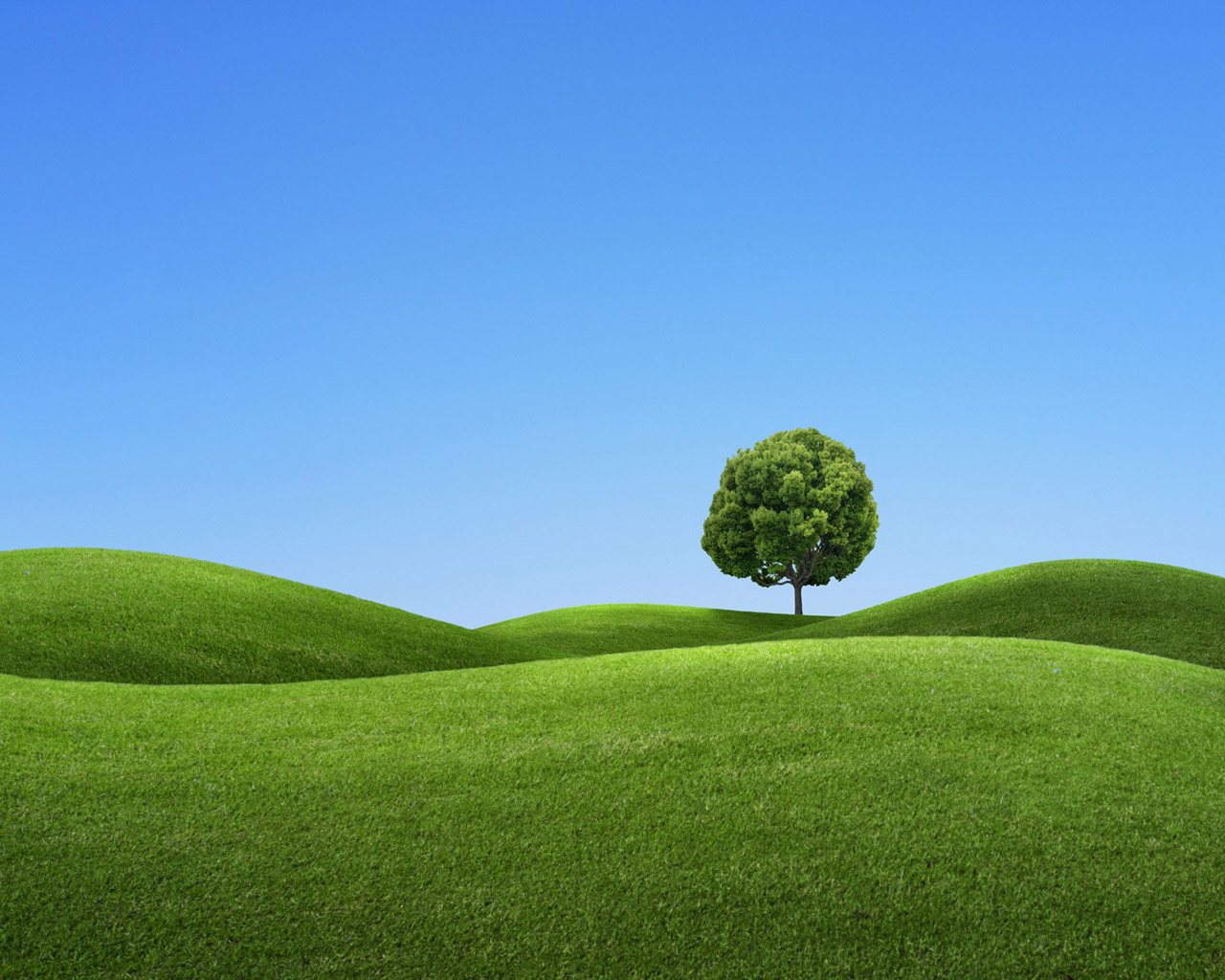 Дерево на зеленом холме