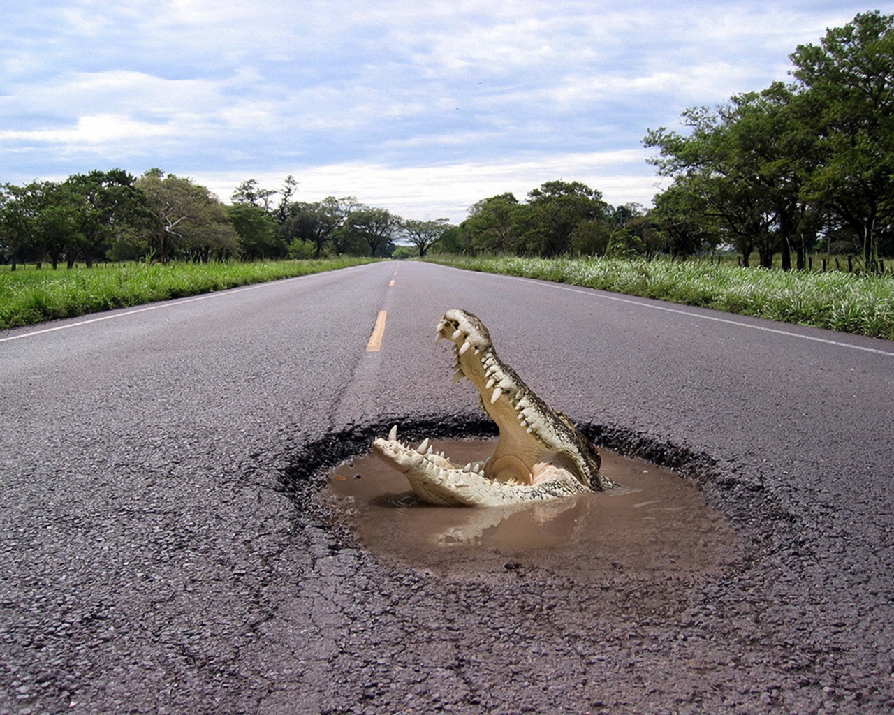 Крокодил на дороге