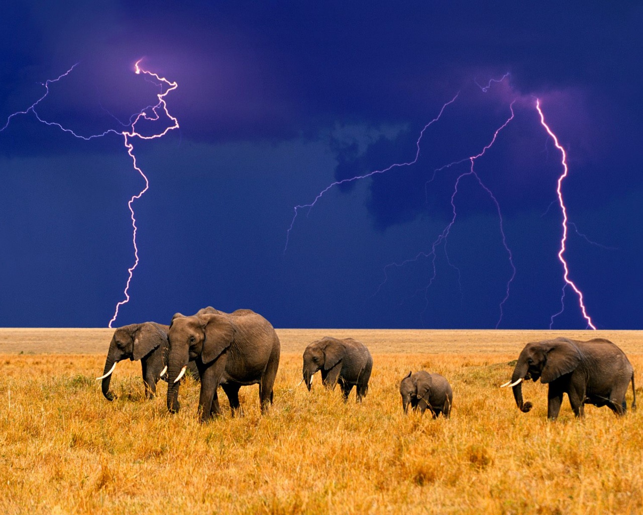 Африканские слоны Молния