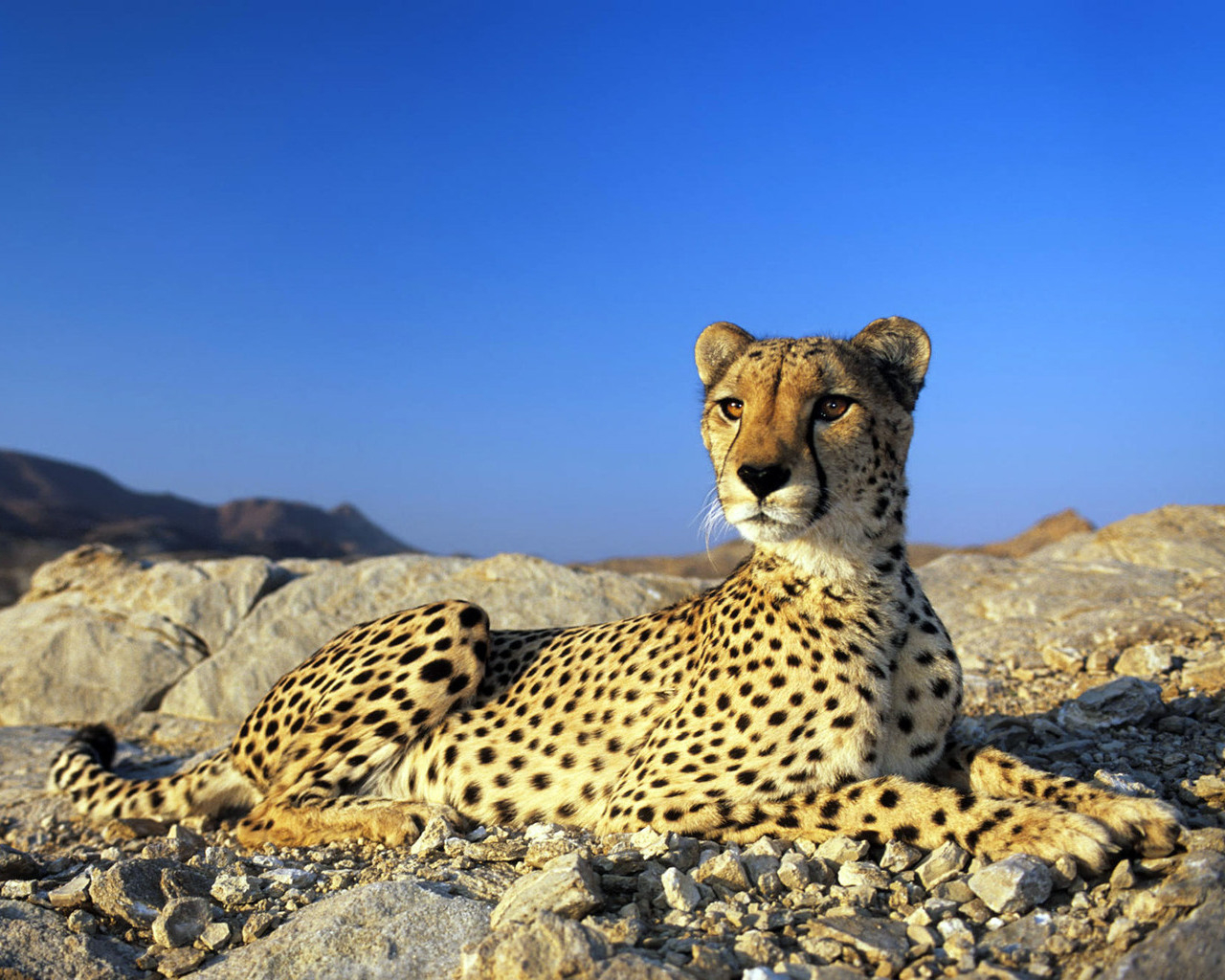 Гепард на камнях