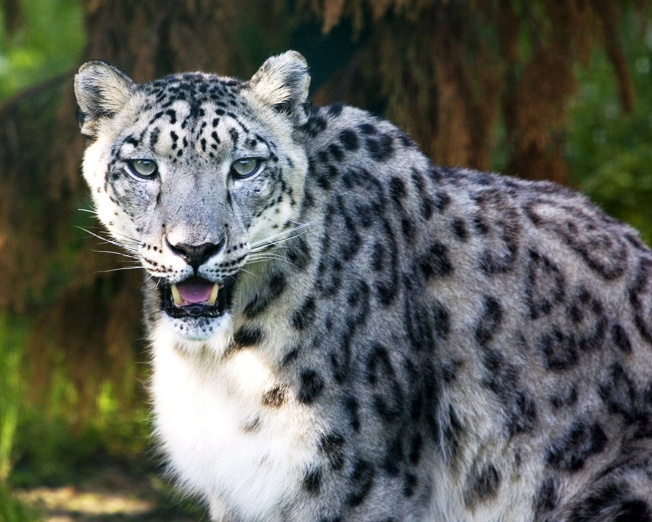 Ирбис в лесной чаще