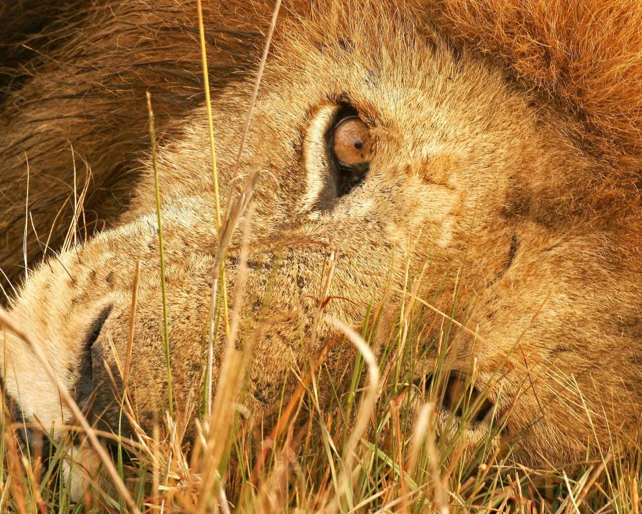 Лева в траве