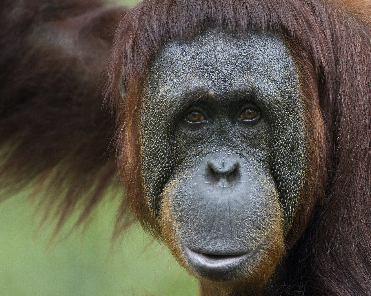 Обезьяна в неволе