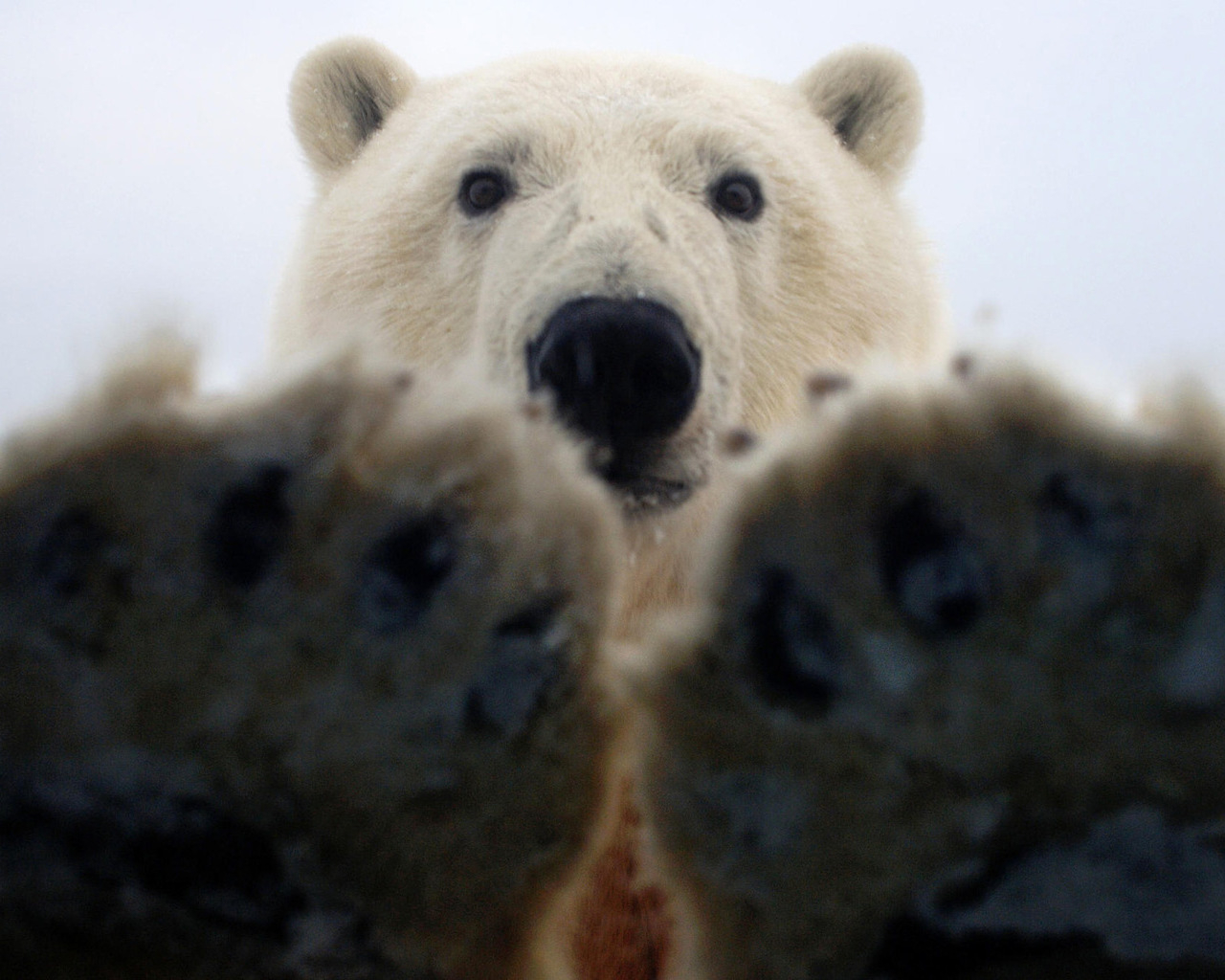 Лапы белого медведя