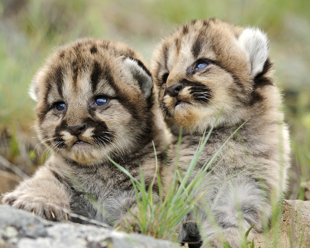 Маленькие хищники