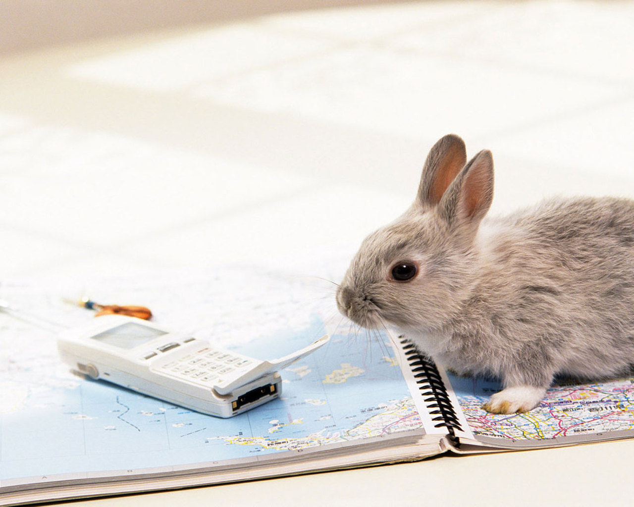 Крольчонок