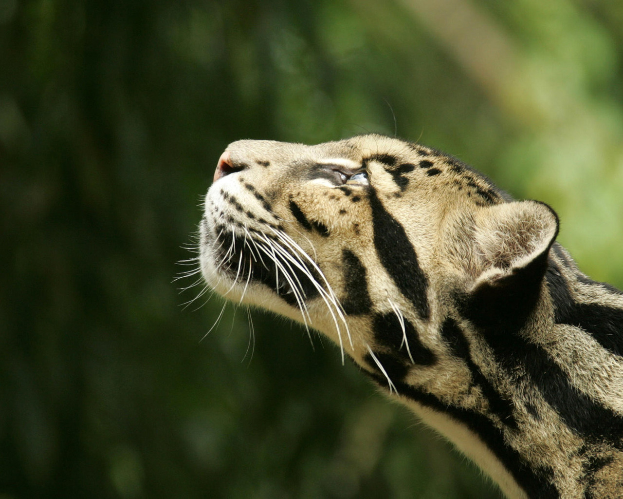 Дымчатый леопард