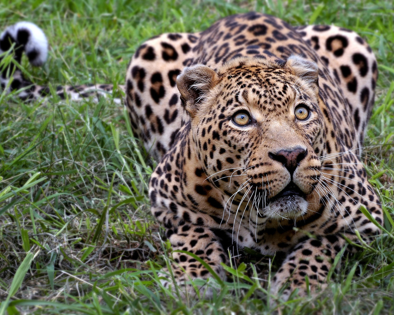 Притаившийся леопард