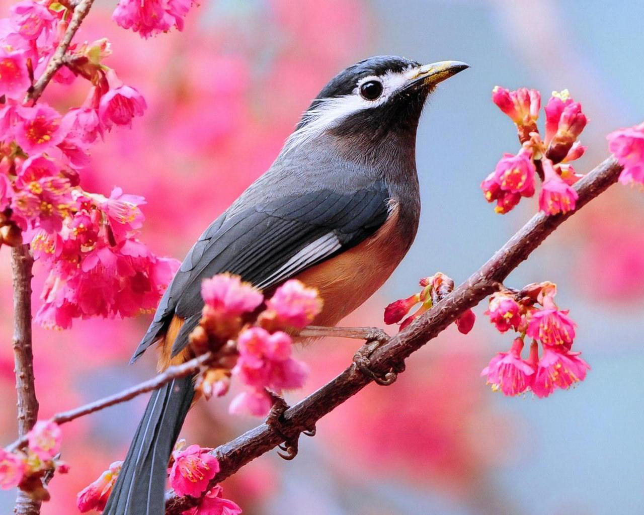 Птичка на ветке