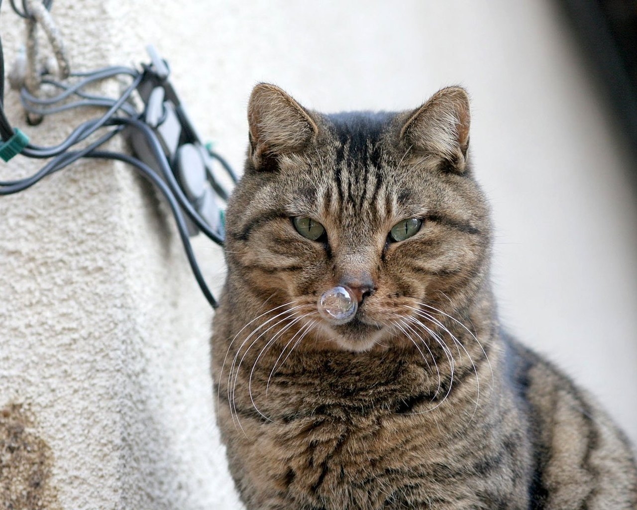 Кот и пузырь