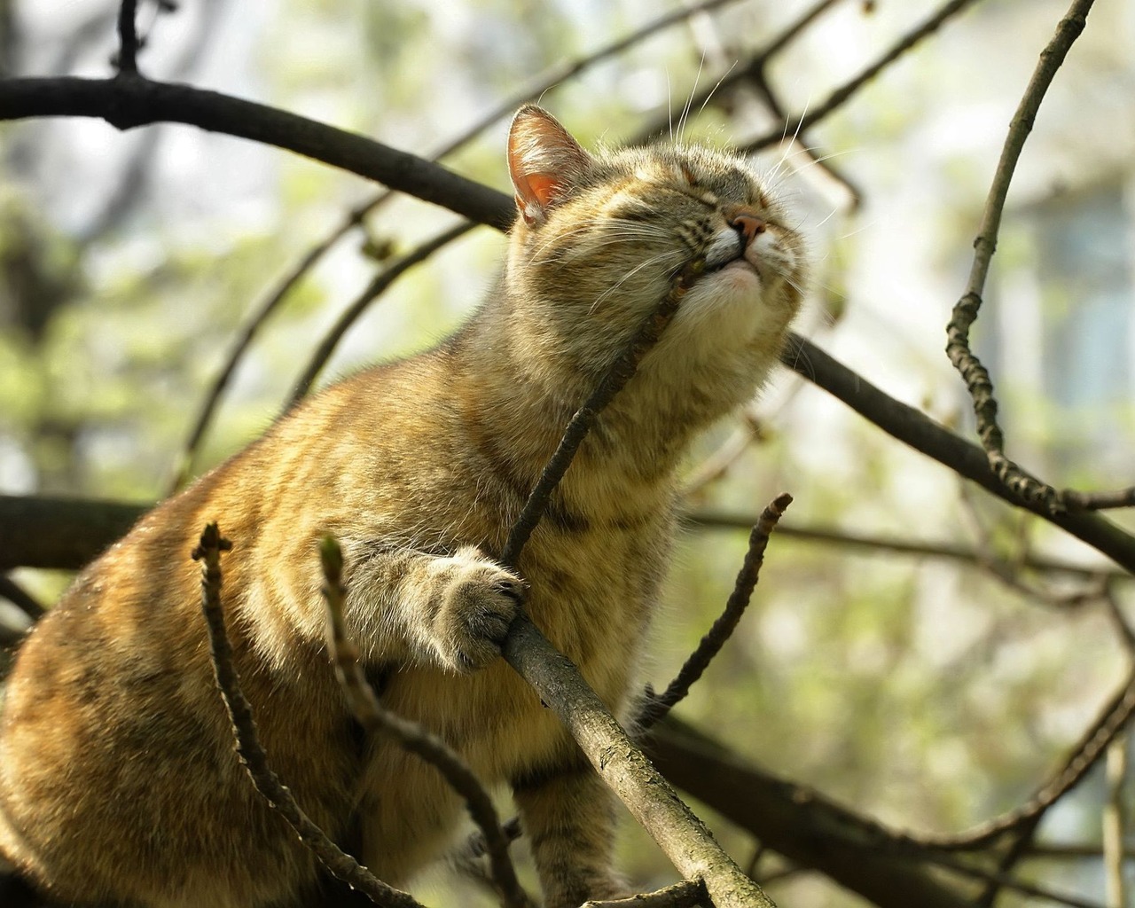 Кот на дереве