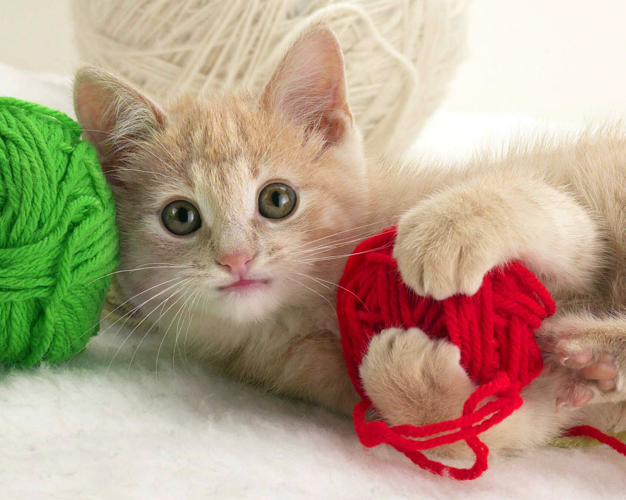 Играющий котенок