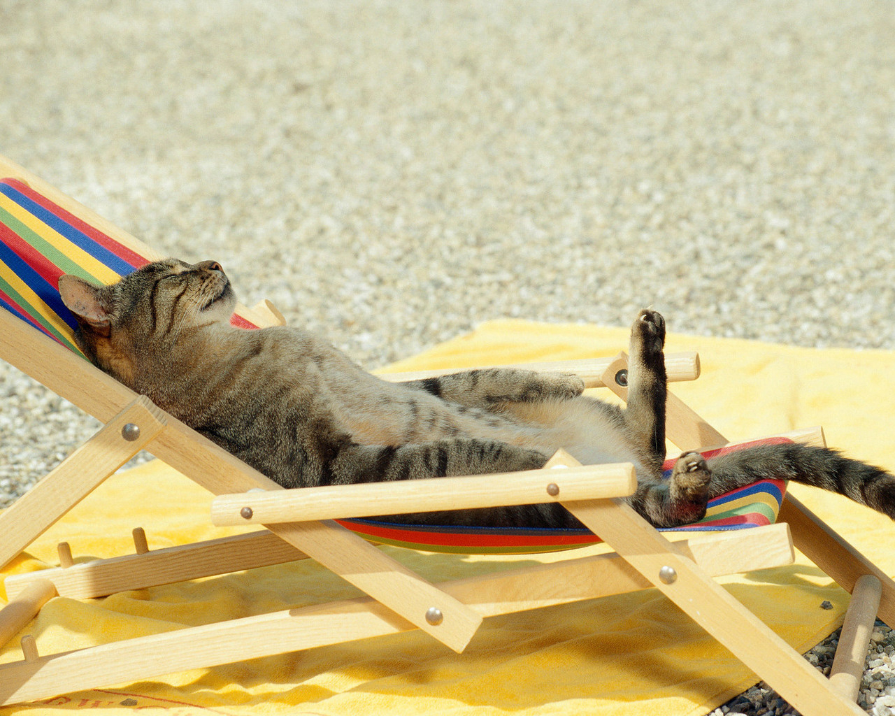 Загорающий кот