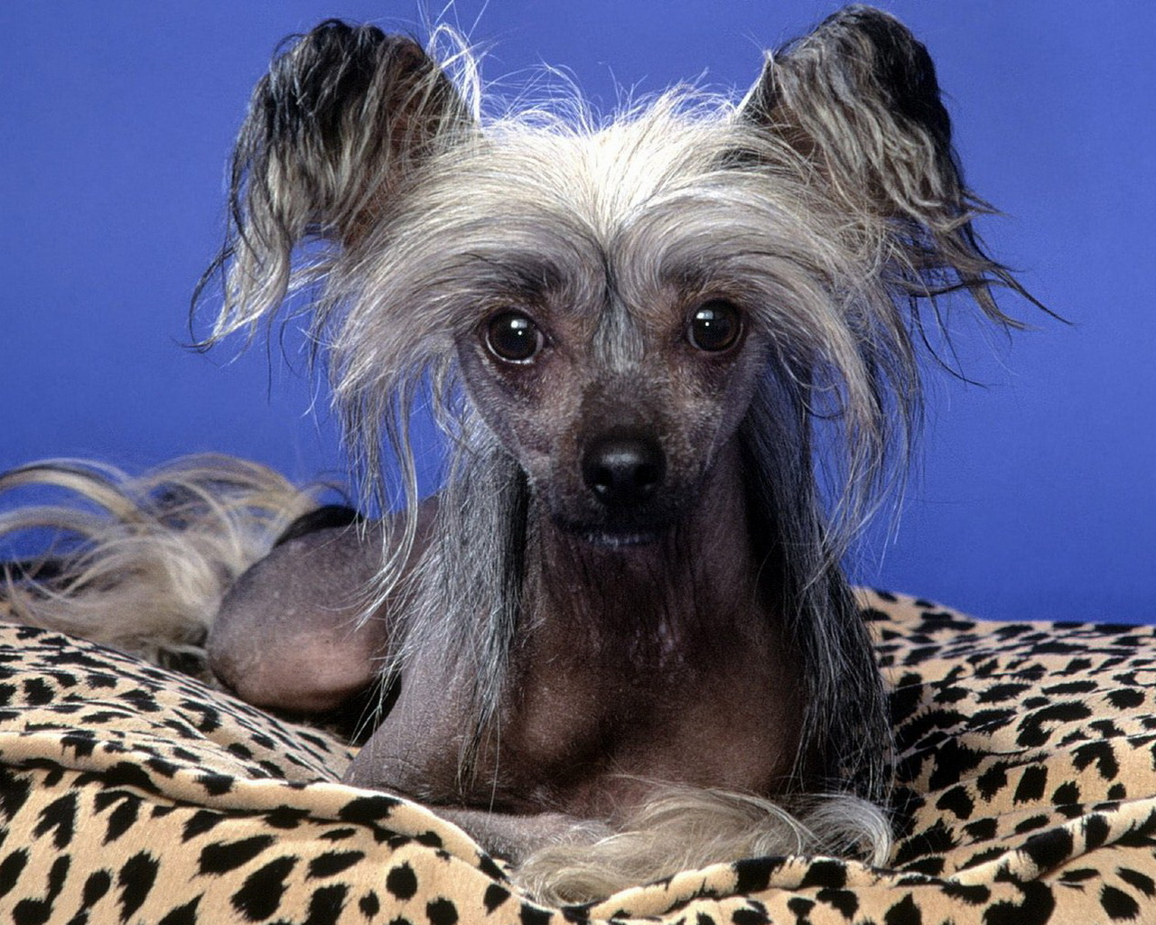 Китайская хохлатая собачка