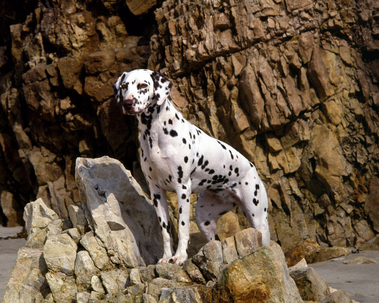 Далматинец