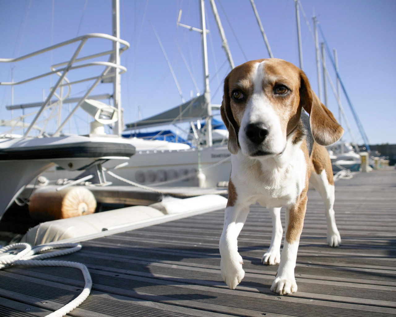 Пес на прогулке