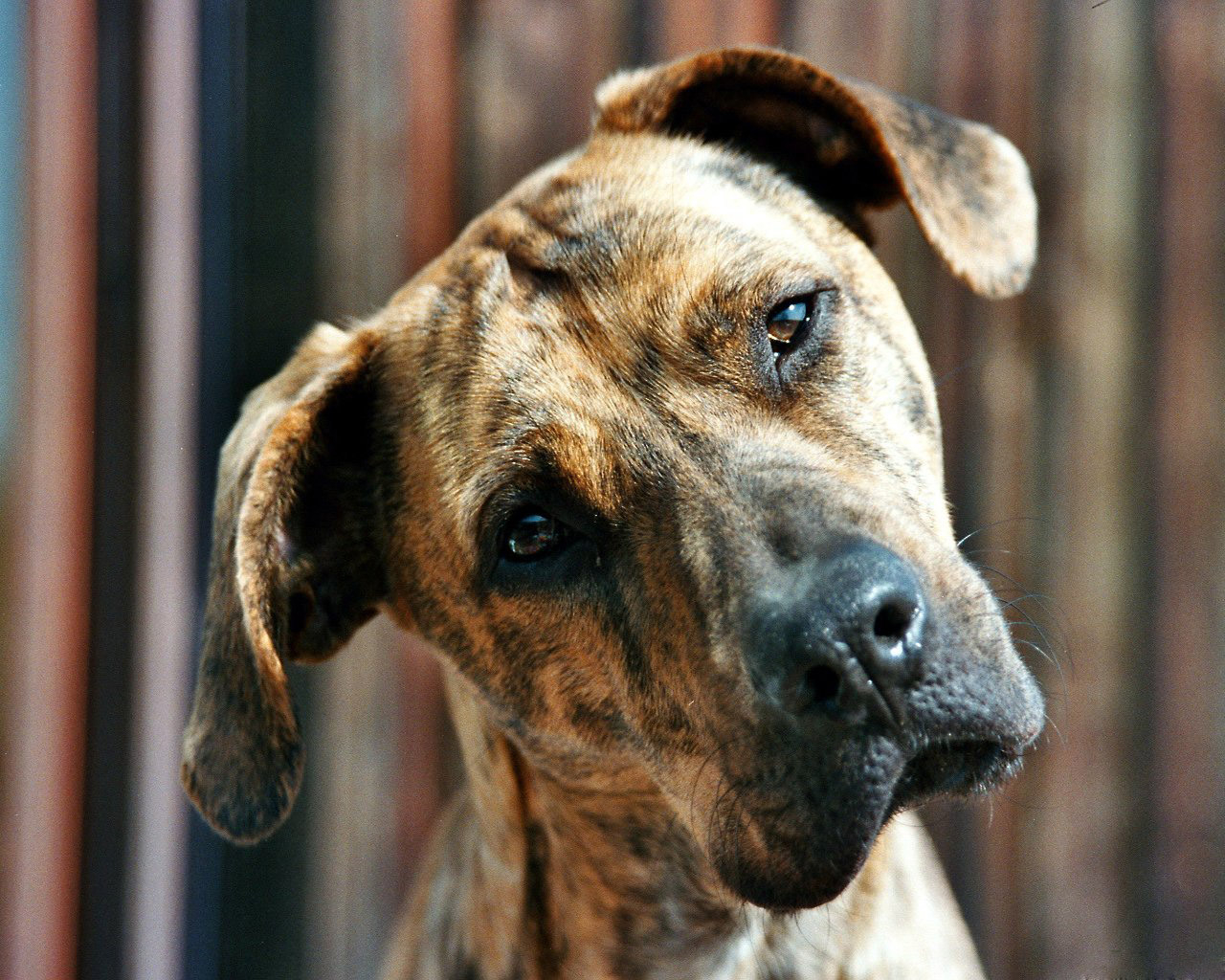 Пит-бультерьер