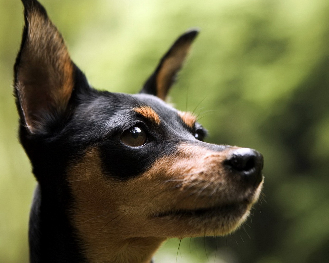 Маленький пинчер