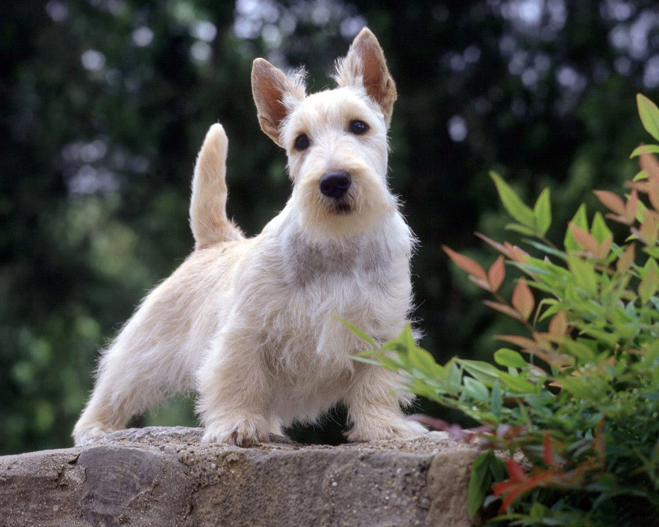 Вест-хайленд-уайт-терьер