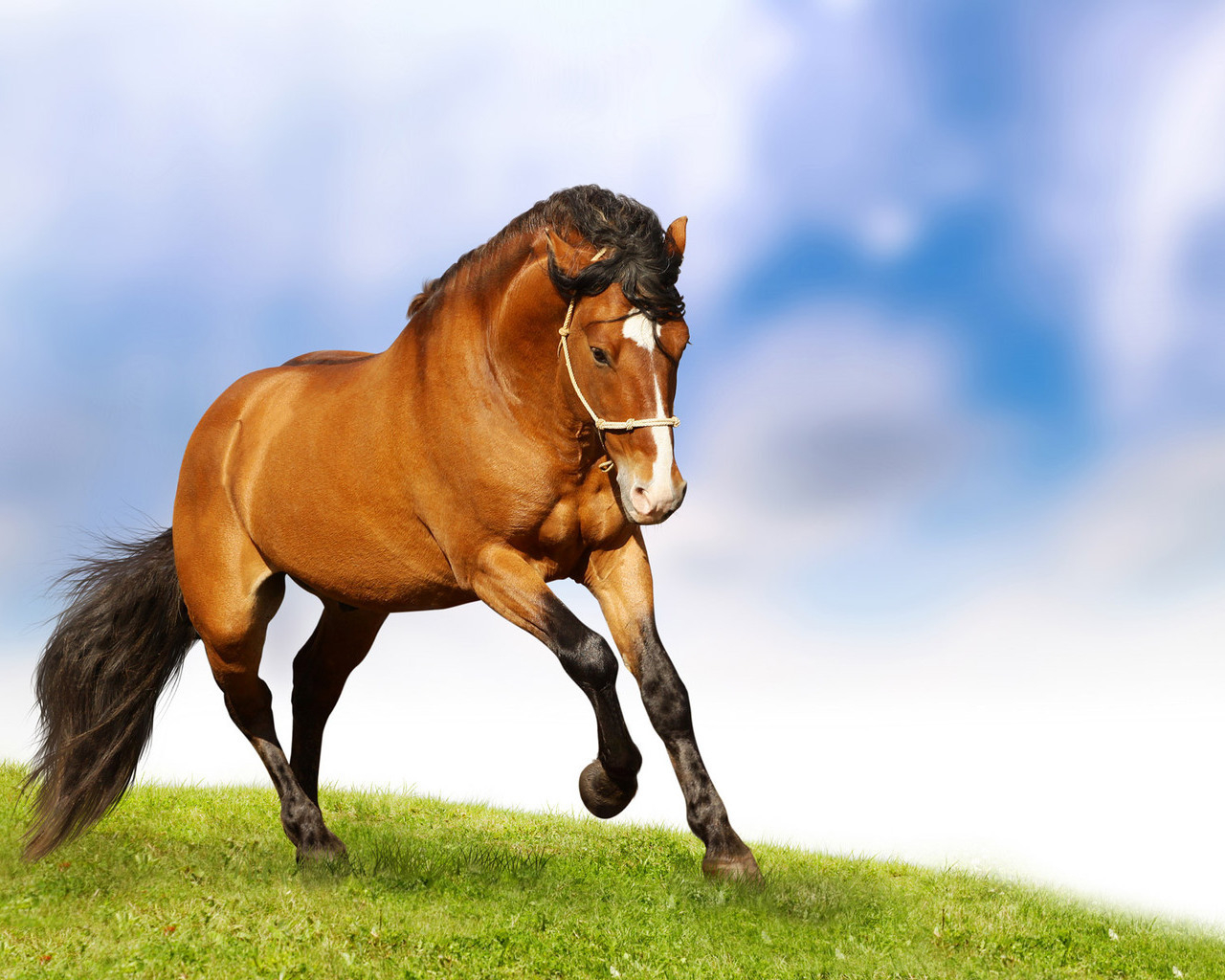 Лошадиная природная грация