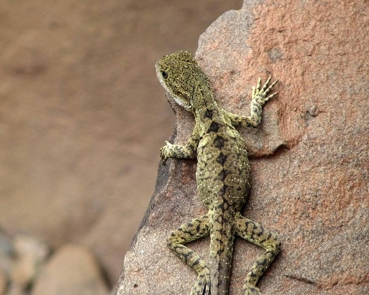 Ящерица на камне