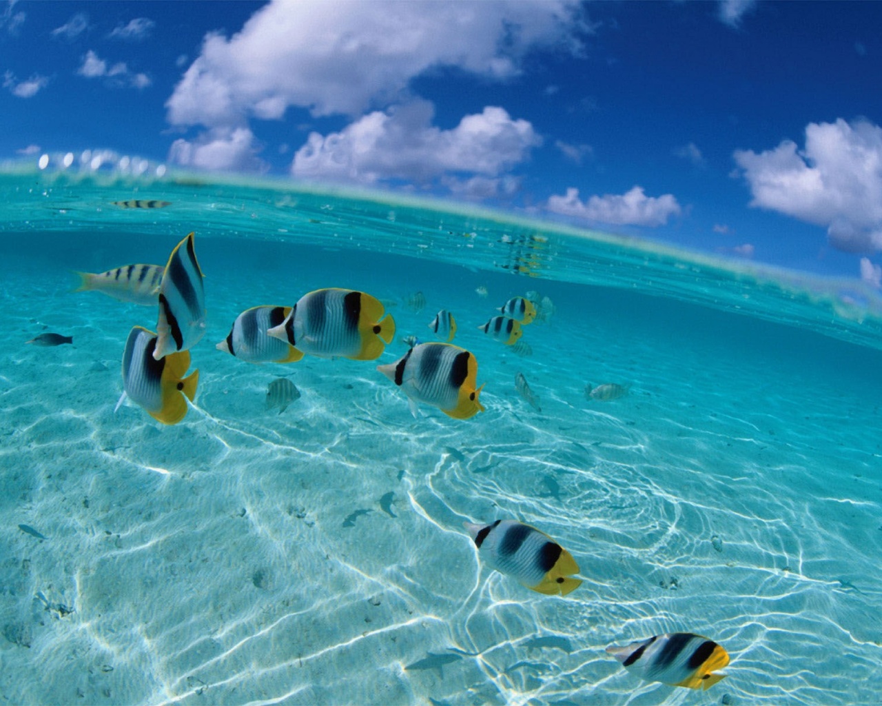 Рыбки у берега