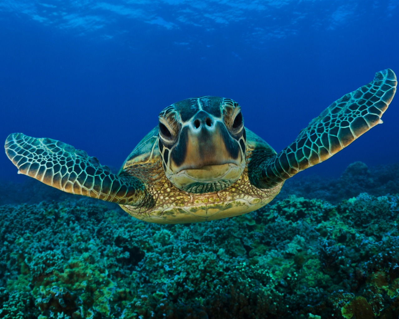 Морская черепаха