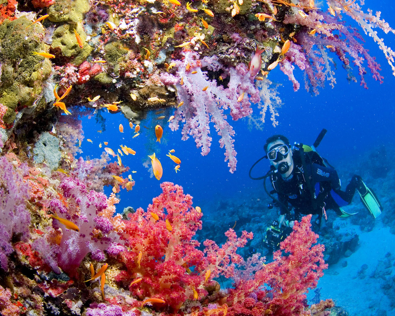 Красота подводного мира