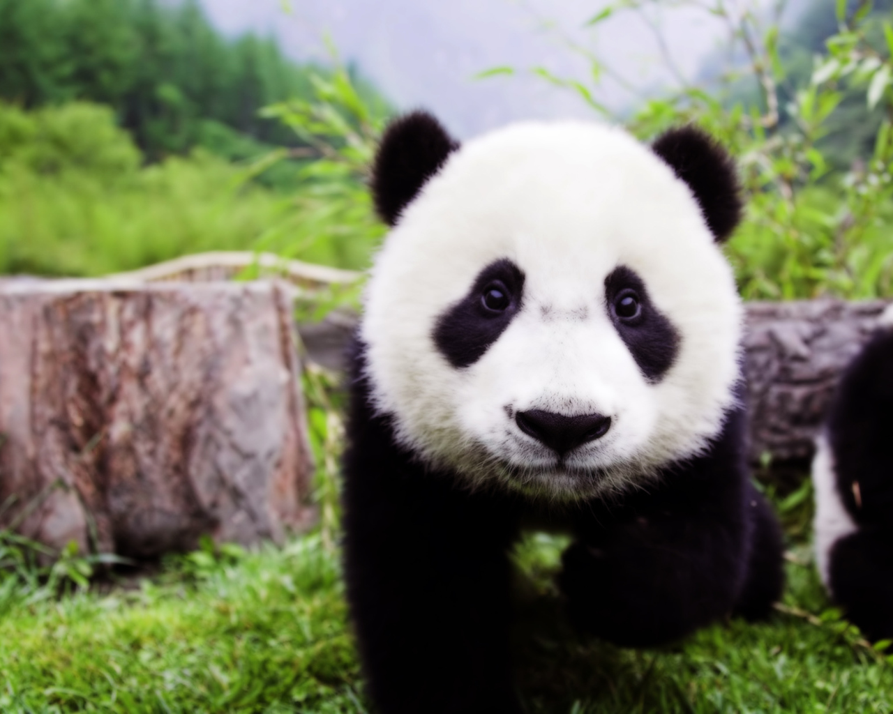 Детеныш панды