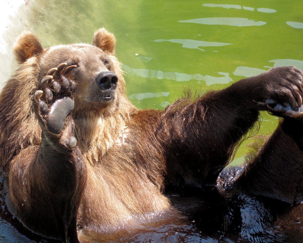 Купающийся медведь