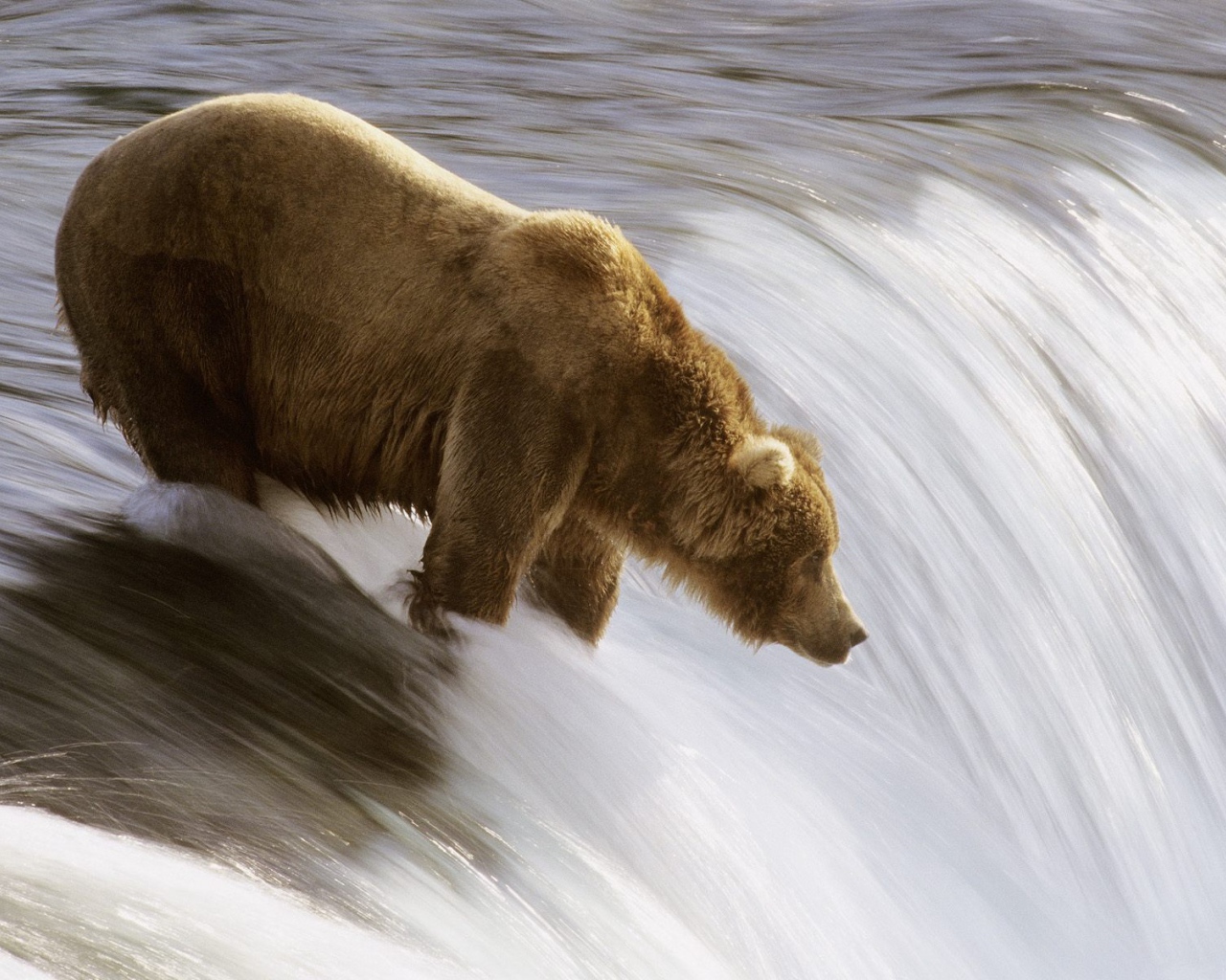 Медведь на реке