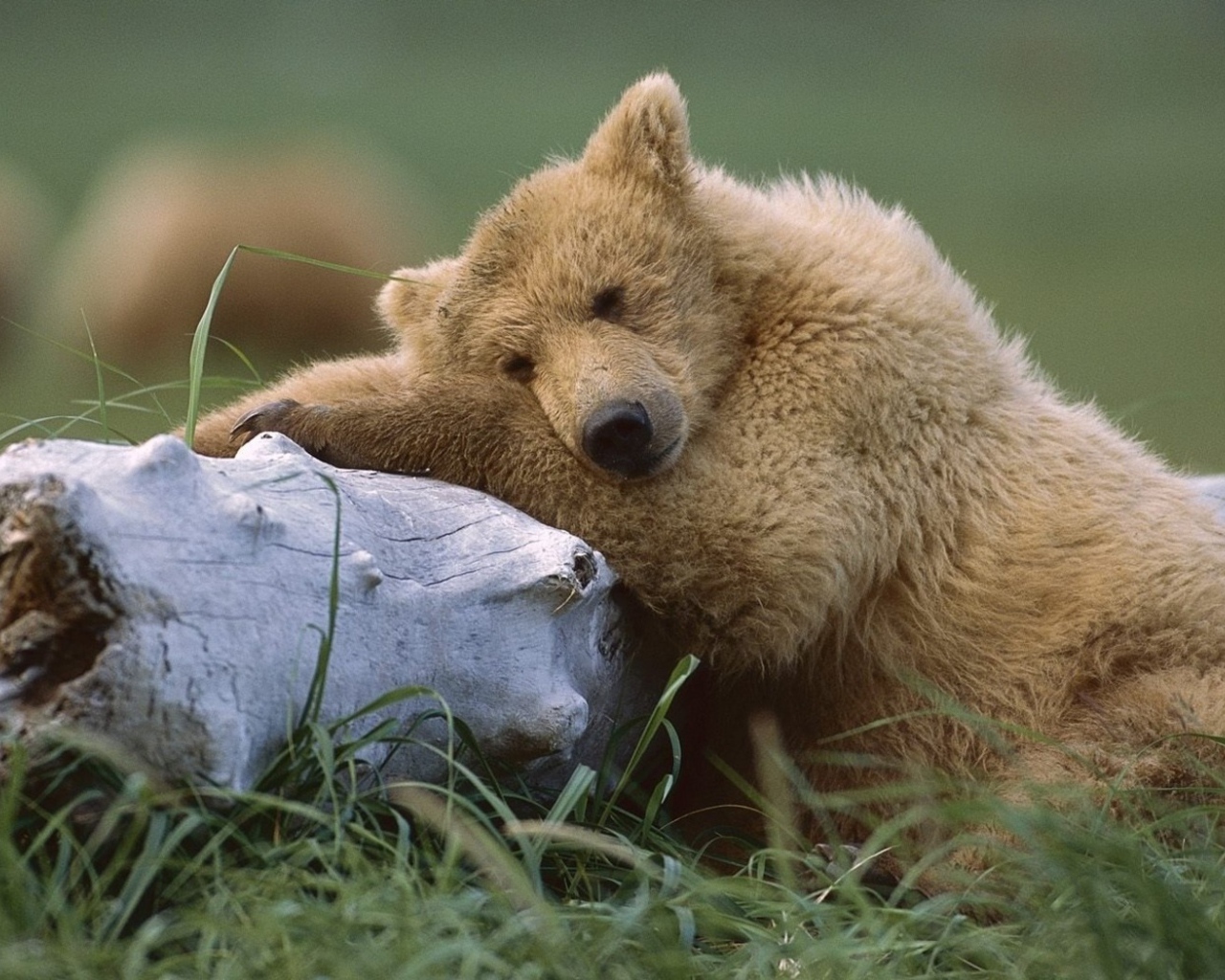 Медведь с бревном